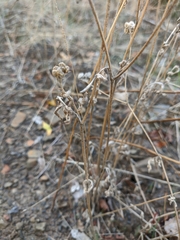 Tordylieae