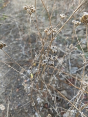 Tordylieae