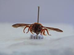 Rhodanthidium sticticum