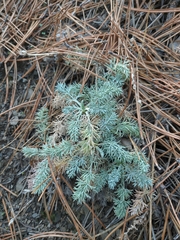 Seseli dichotomum
