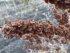 Rumex patientia orientalis