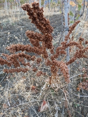 Rumex patientia orientalis
