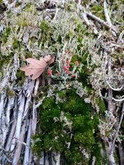 Cladonia polydactyla