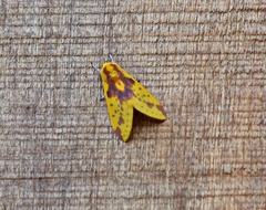 Symphlebia distincta