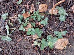 Trifolium pratense