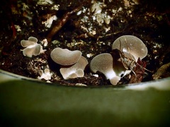 Hohenbuehelia thornii