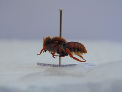 Rhodanthidium sticticum