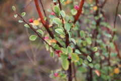 Cotoneaster integerrimus