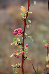 Cotoneaster integerrimus
