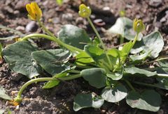 Ficaria verna calthifolia