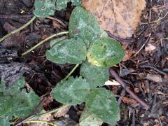 Trifolium pratense