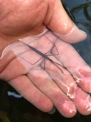 Photo of Eurasian Water Stick Insect (Ranatra linearis)