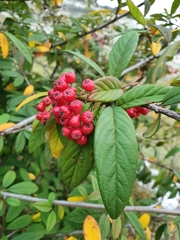 Cotoneaster × watereri