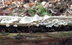 Mycena arcangeliana