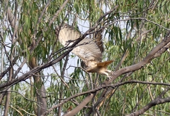 Bubo bengalensis