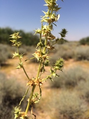 Amaranthus acanthochiton