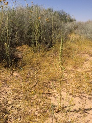 Amaranthus acanthochiton