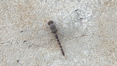 Bradinopyga strachani