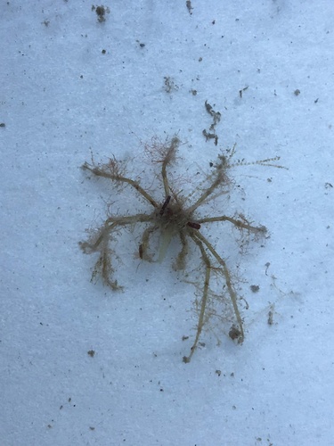 Macropode à long rostre