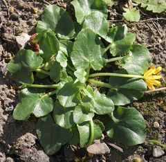 Ficaria verna calthifolia
