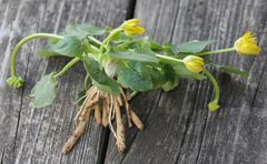 Ficaria verna calthifolia