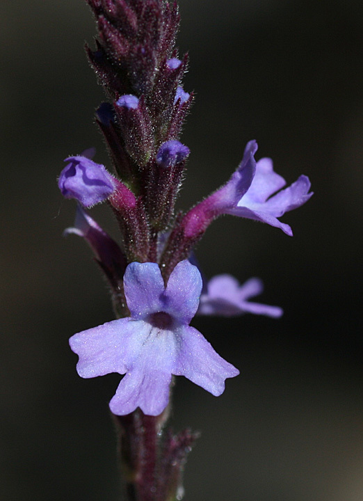Verbena moranii