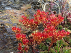 Sedum morrisonense