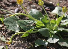 Ficaria verna calthifolia