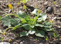 Ficaria verna calthifolia