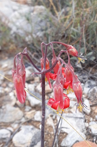 Cotyledon flanaganii