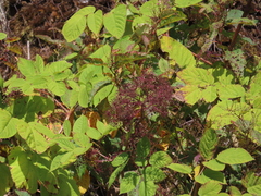 Aralia cordata