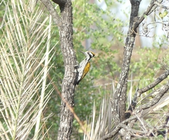 Chrysocolaptes festivus