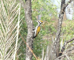 Chrysocolaptes festivus