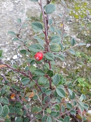Cotoneaster vilmorinianus