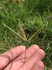 Cynodon dactylon dactylon