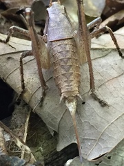 Atlanticus americanus
