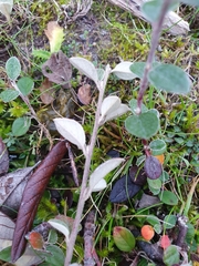 Cotoneaster vilmorinianus