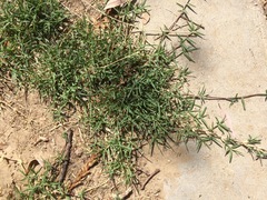 Cynodon dactylon dactylon