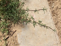 Cynodon dactylon dactylon