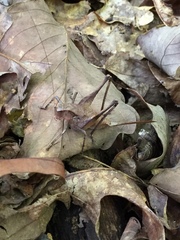 Atlanticus americanus