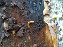 Cucujus cinnaberinus