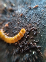 Cucujus cinnaberinus