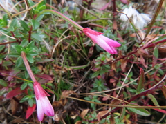Epilobium hohuanense