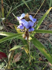 Crotalaria sessiliflora