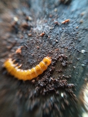 Cucujus cinnaberinus