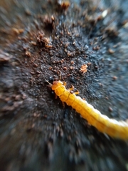 Cucujus cinnaberinus