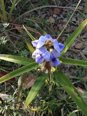Crotalaria sessiliflora
