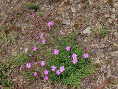 Dianthus longicalyx