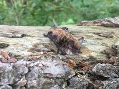Myotis mystacinus
