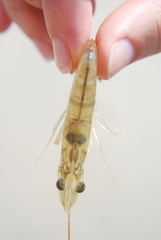 Penaeus